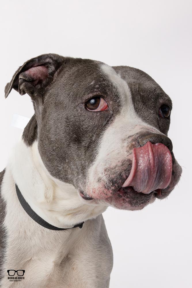 Enlarge Mara, a Adoptable mixed breed in Palatine, IL image 4/6