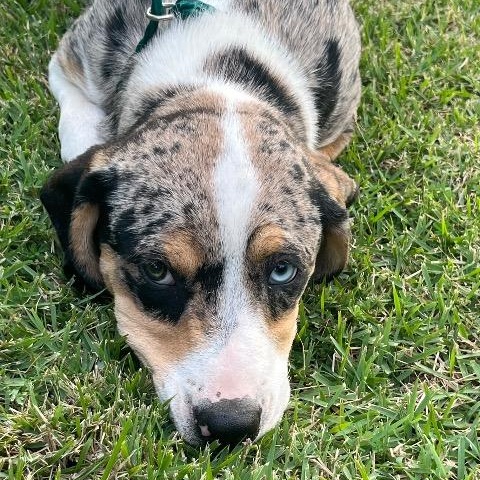 Faith, a ADOPTABLE mixed breed in Chelmsford, MA image 1/4