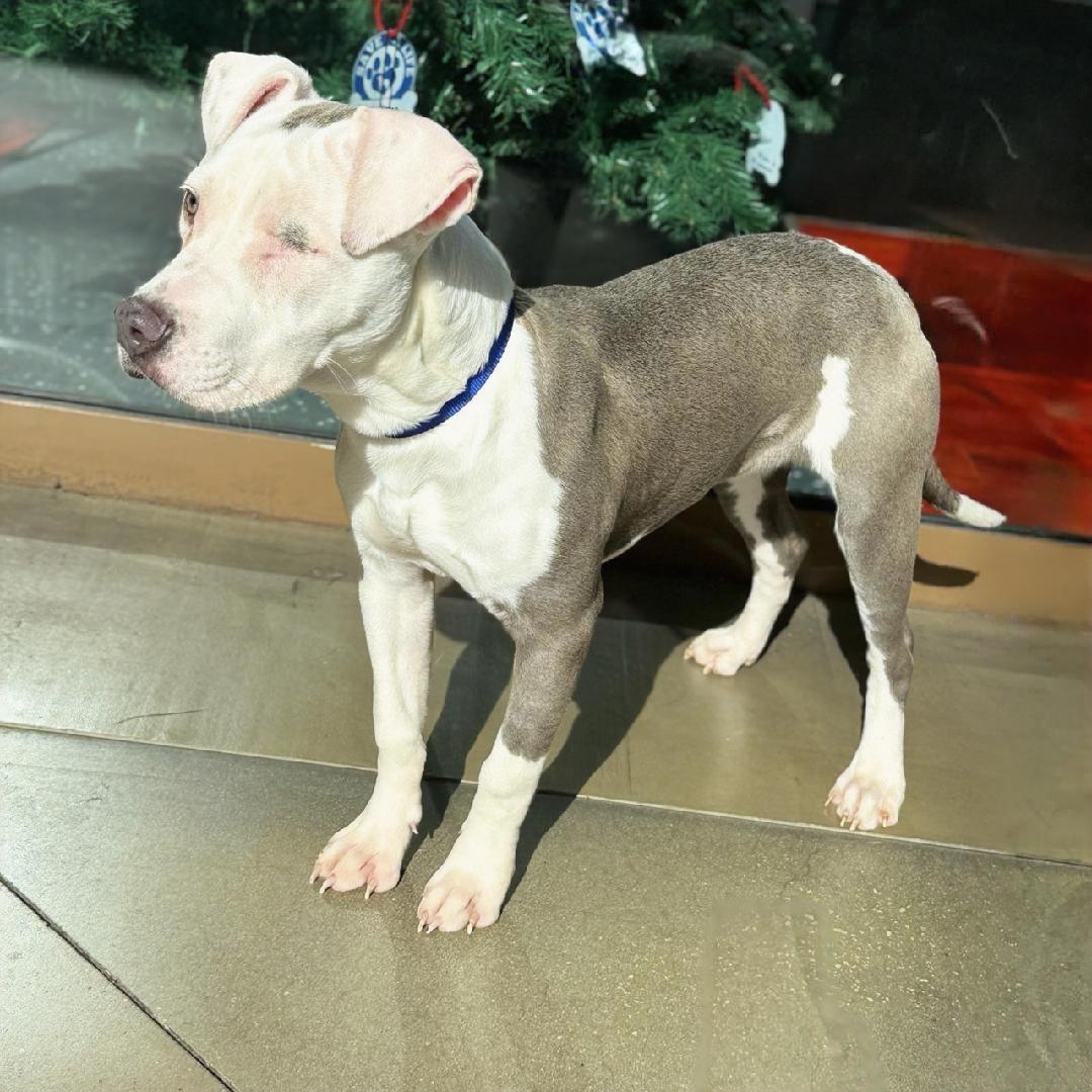 Sunny, Adoptable, Young Female American Staffordshire Terrier.