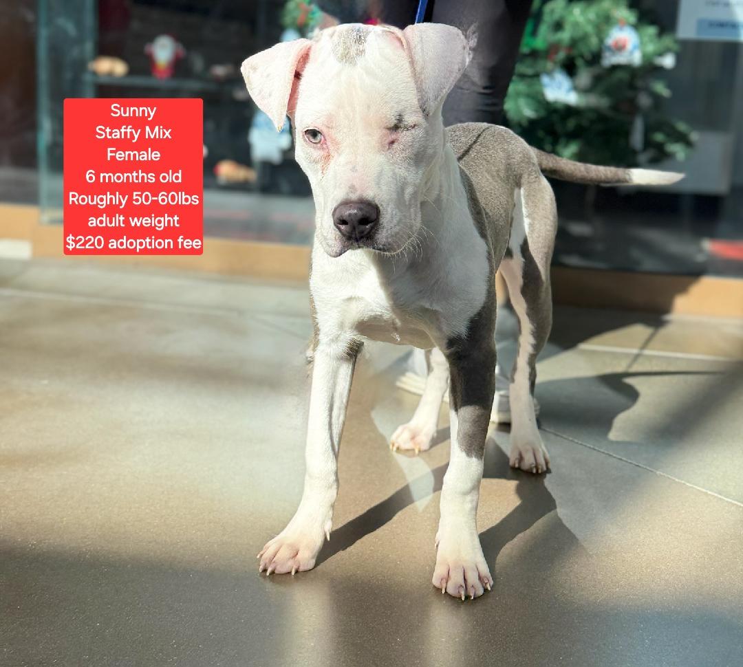 Enlarge Sunny, a Adoptable mixed breed in Oviedo, FL image 2/2