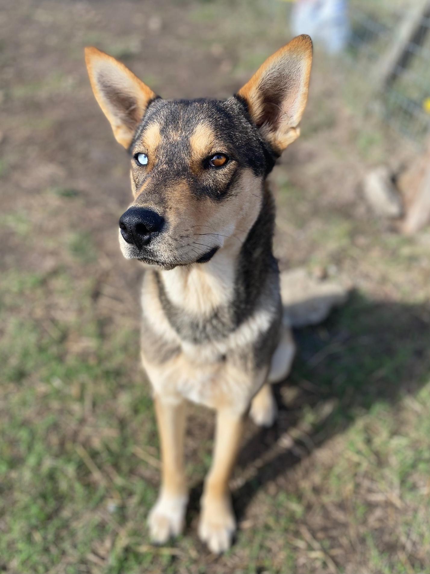 Kachi, Adoptable, Young Male Siberian Husky & Australian Cattle Dog / Blue Heeler.