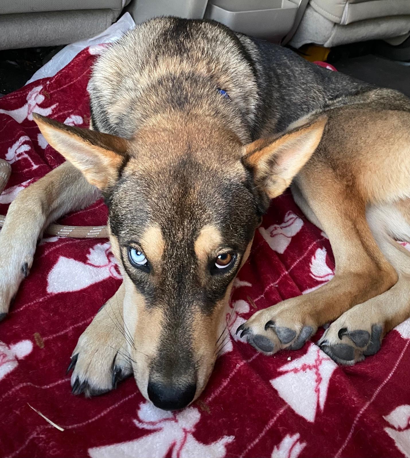 Enlarge Kachi, a Adoptable mixed breed in Johnson City, TX image 2/5