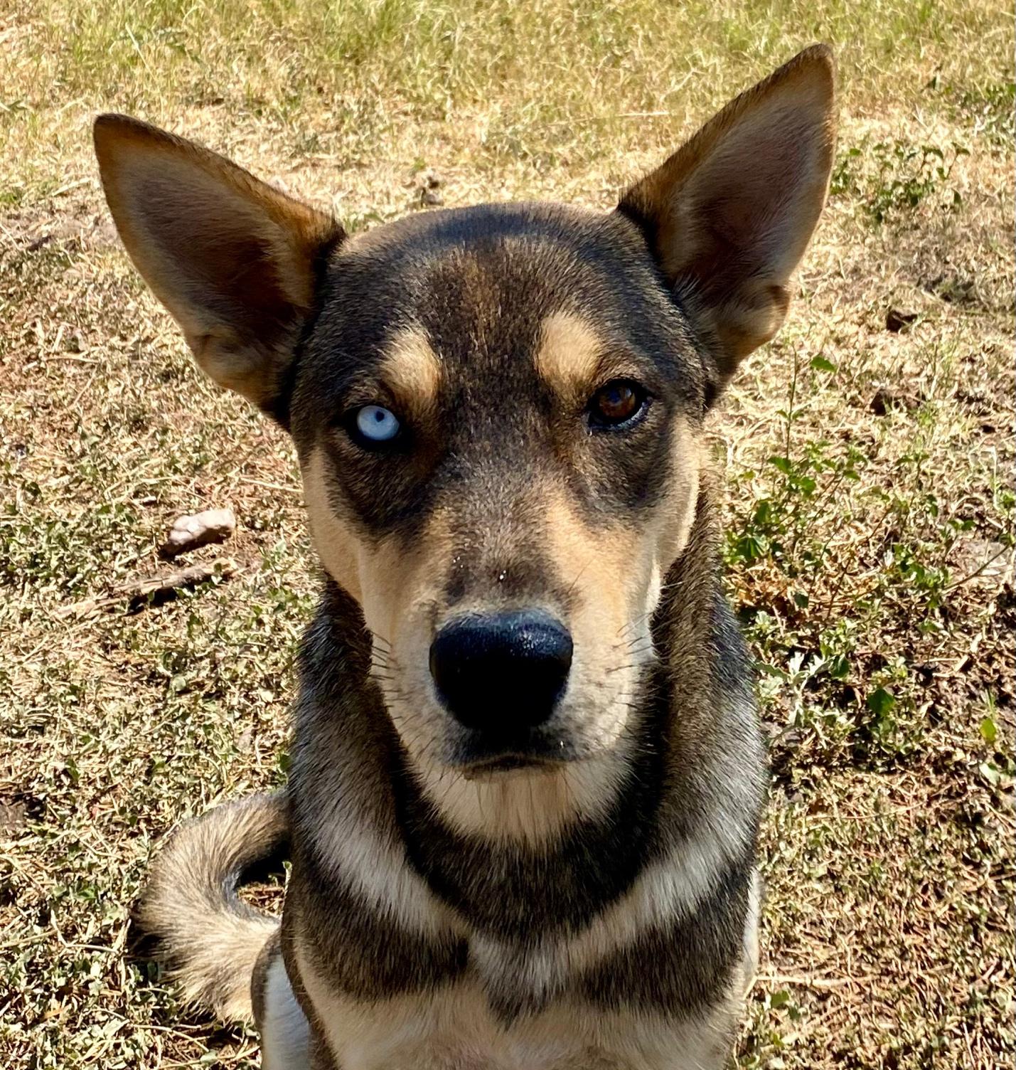 Enlarge Kachi, a Adoptable mixed breed in Johnson City, TX image 5/5