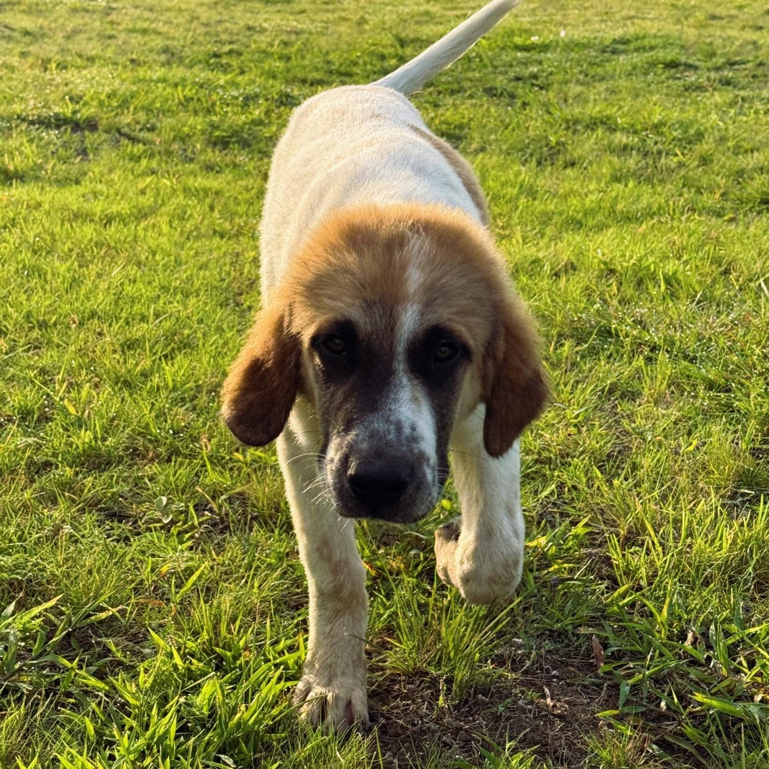 Enlarge TEXAS, SHERMAN; "RUSTY", a Adopted mixed breed in Dallas, TX image 5/6