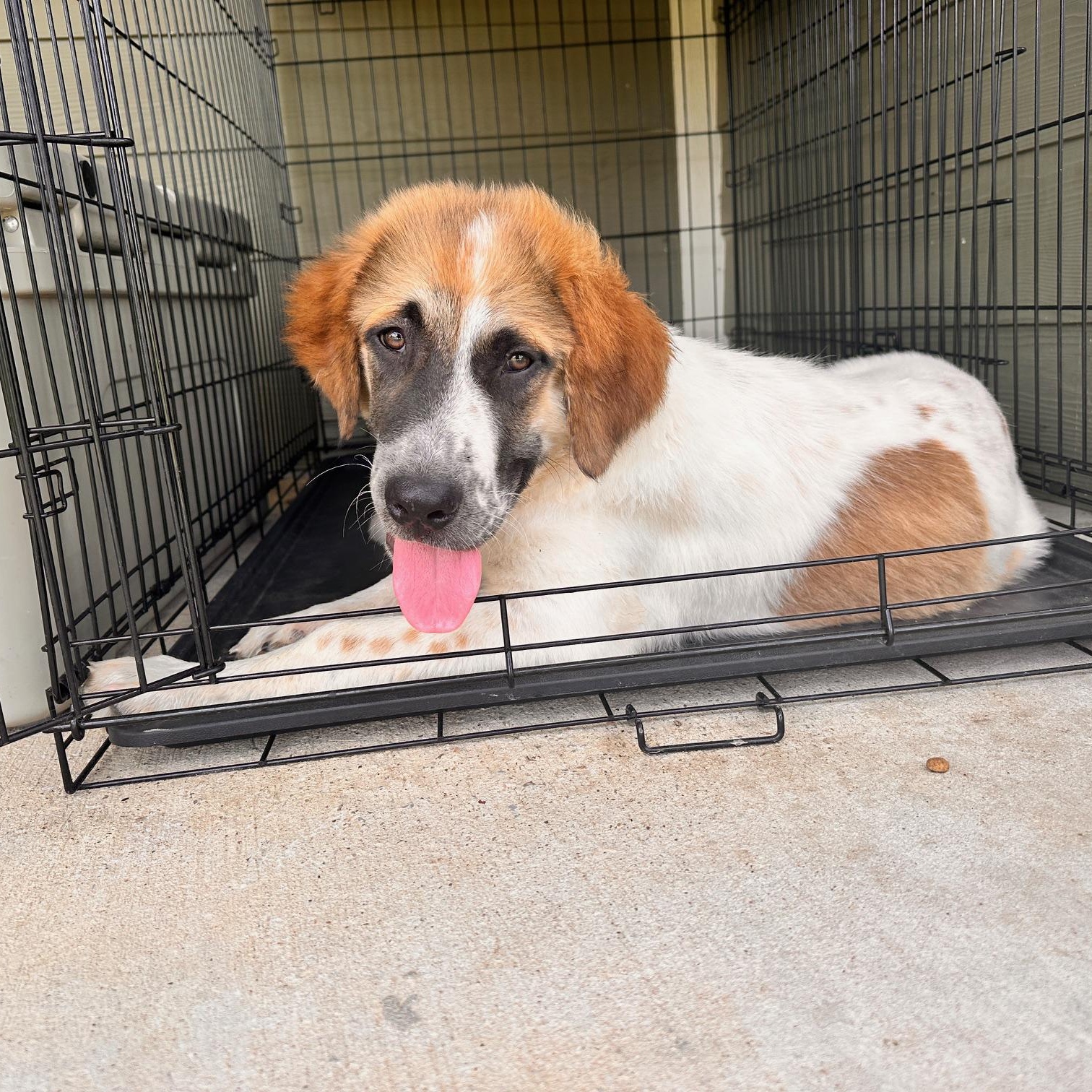 TEXAS, SHERMAN; "RUSTY", Adopted, Young Male Anatolian Shepherd & Saint Bernard.