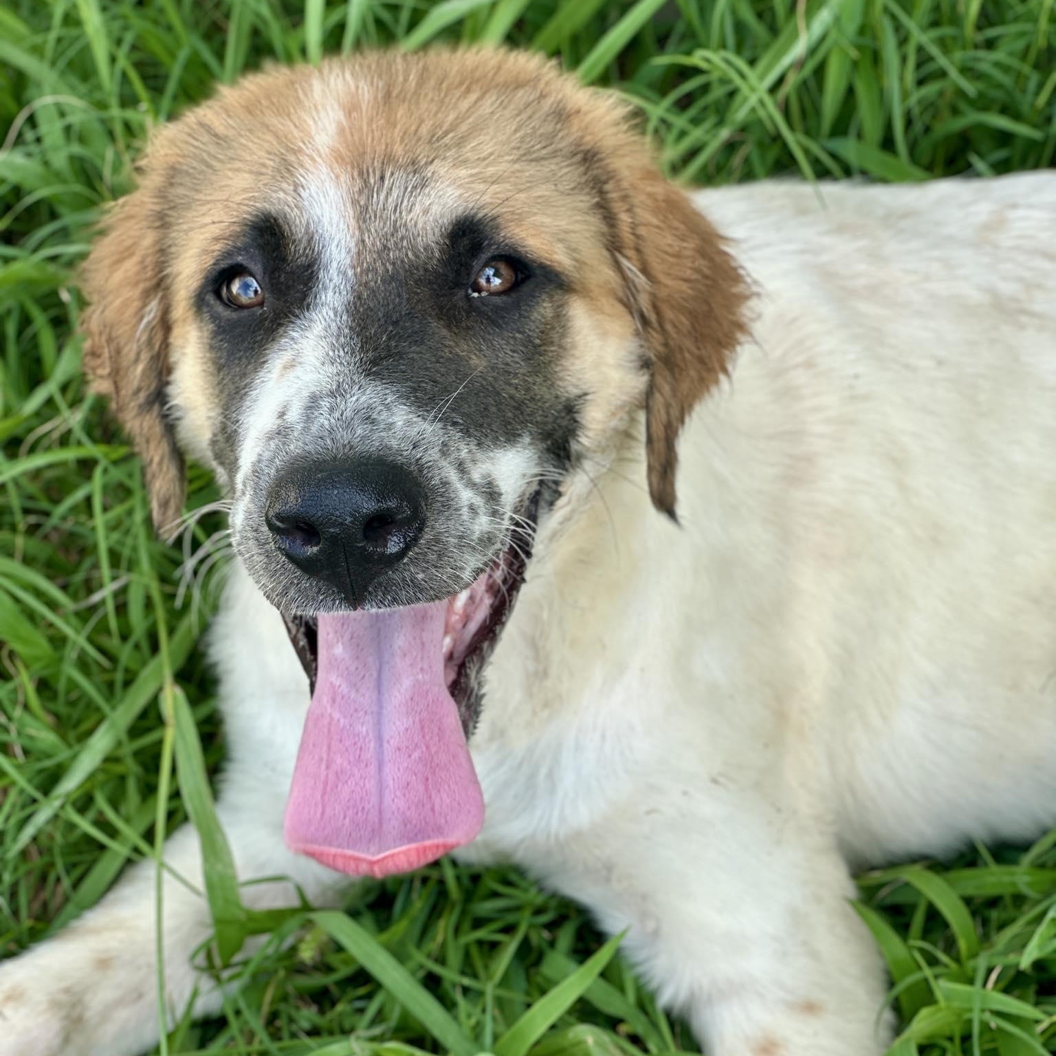 Enlarge TEXAS, SHERMAN; "RUSTY", a Adopted mixed breed in Dallas, TX image 2/6