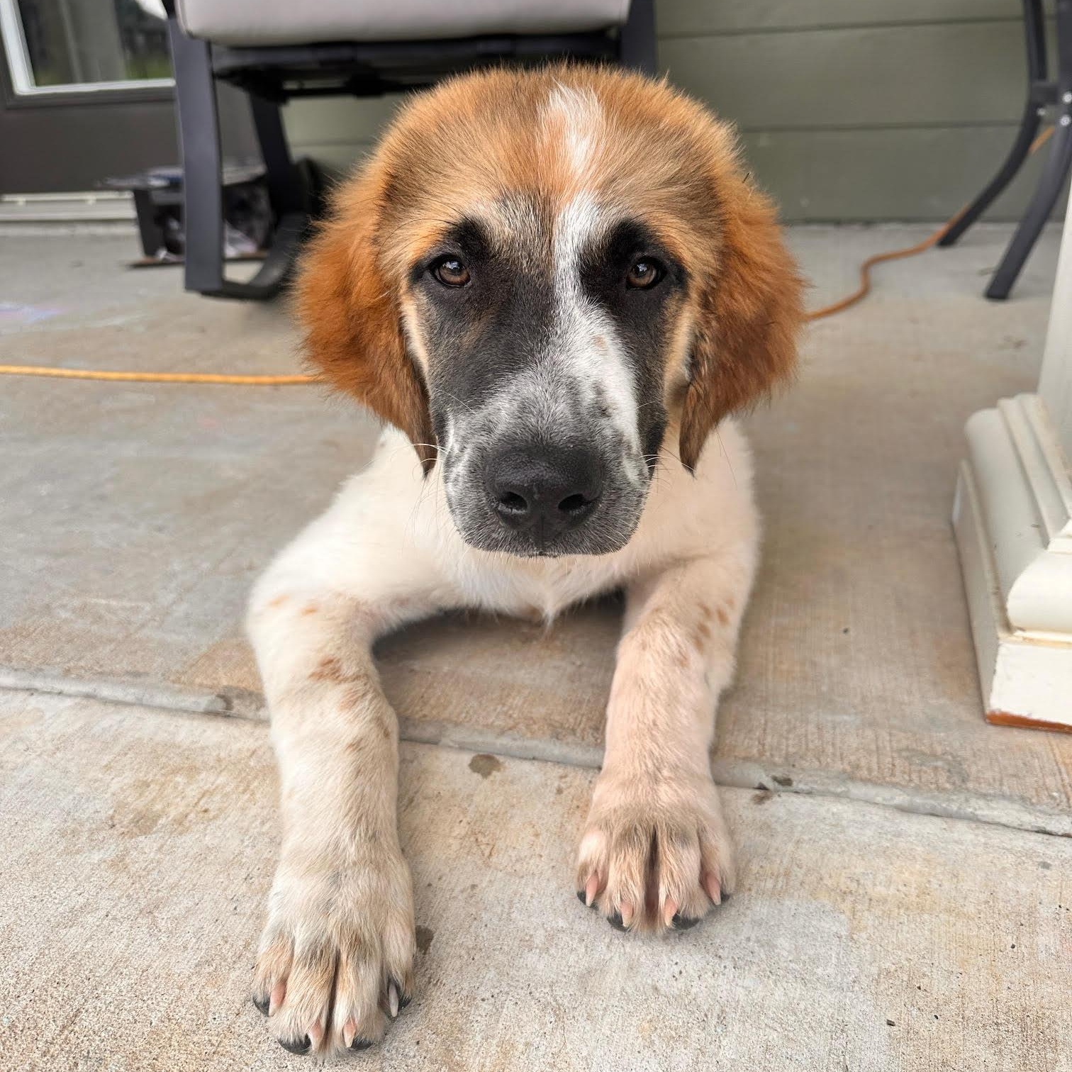 Enlarge TEXAS, SHERMAN; "RUSTY", a Adopted mixed breed in Dallas, TX image 4/6