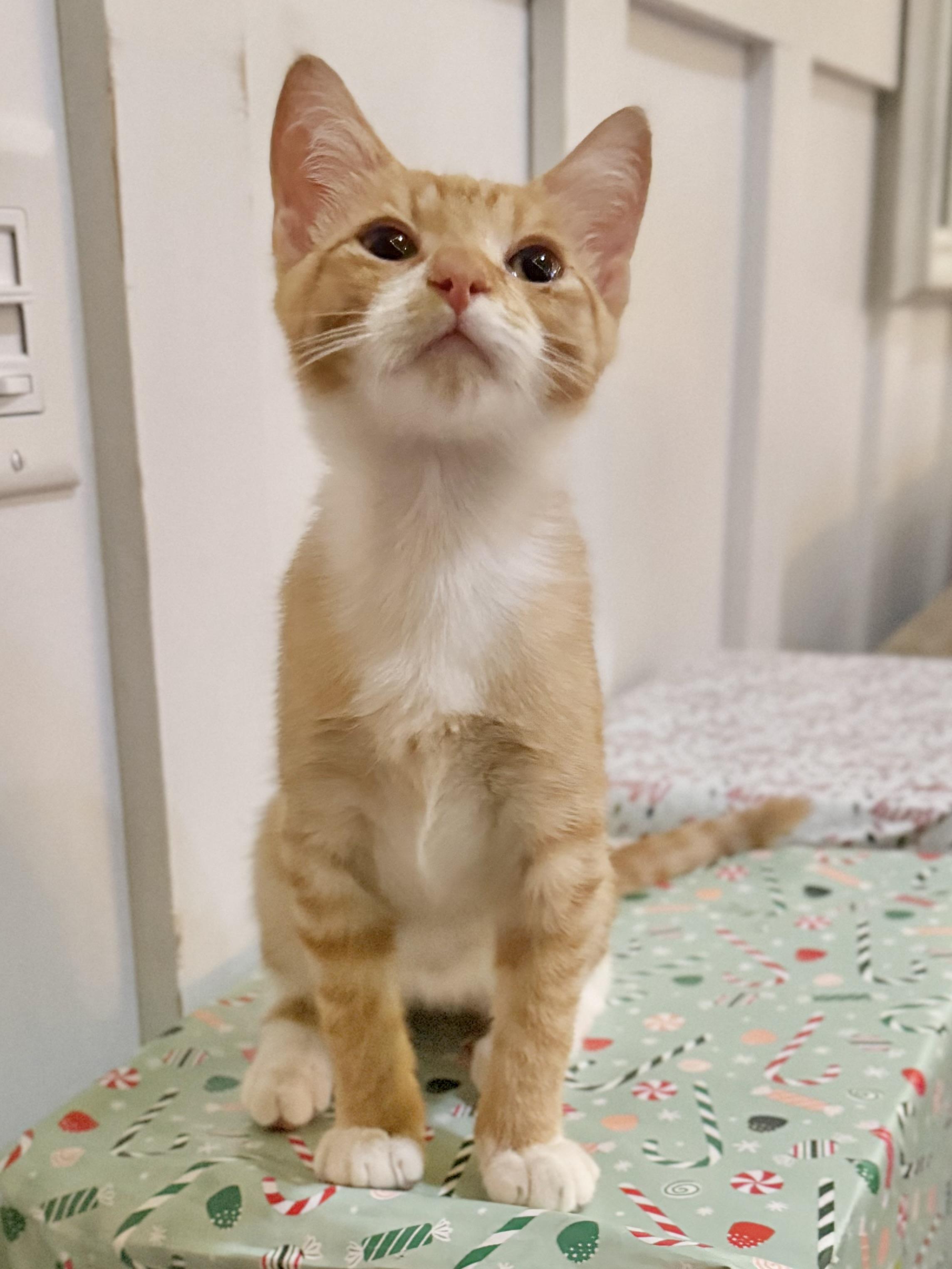 Enlarge Gnocchi, a ADOPTABLE Tabby in Tavares, FL image 1/3