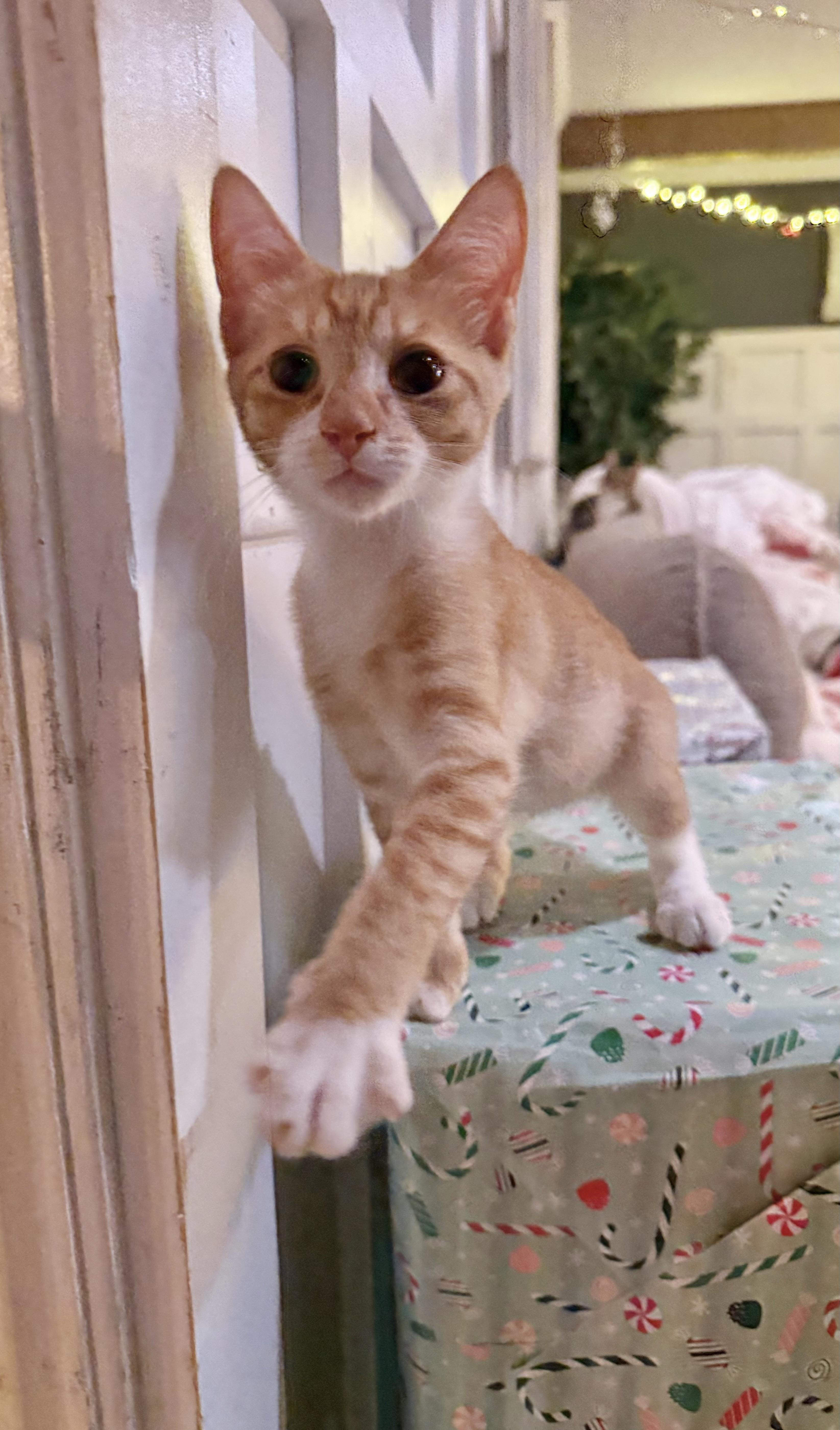 Enlarge Gnocchi, a ADOPTABLE Tabby in Tavares, FL image 3/3