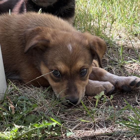 Tammy, Adoptable, Puppy Female Mixed Breed.