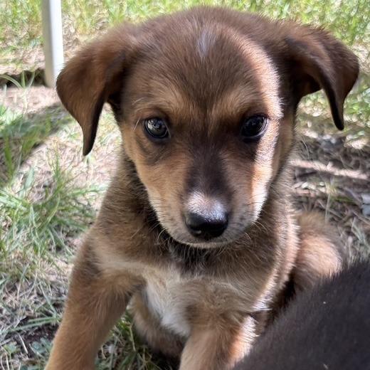 Enlarge Tammy, a Adoptable Mixed Breed in Prescott, AZ image 2/4