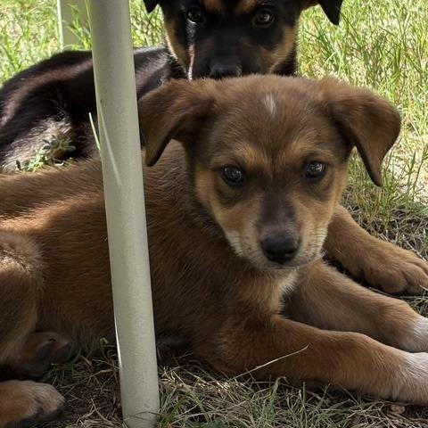 Enlarge Tammy, a Adoptable Mixed Breed in Prescott, AZ image 3/4