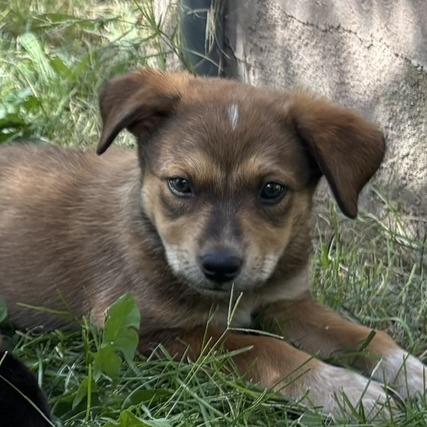 Enlarge Tammy, a Adoptable Mixed Breed in Prescott, AZ image 4/4