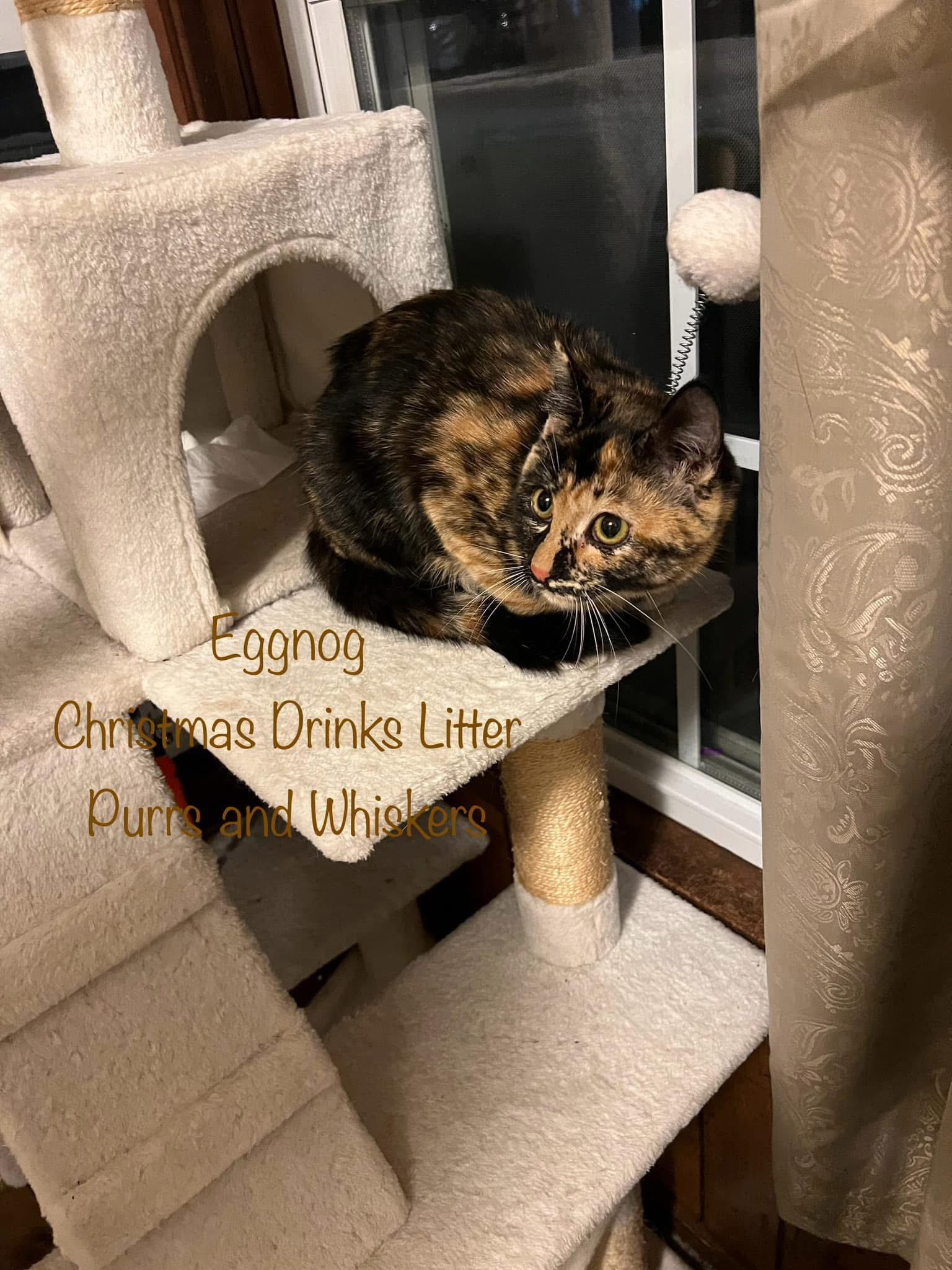 Eggnog 2