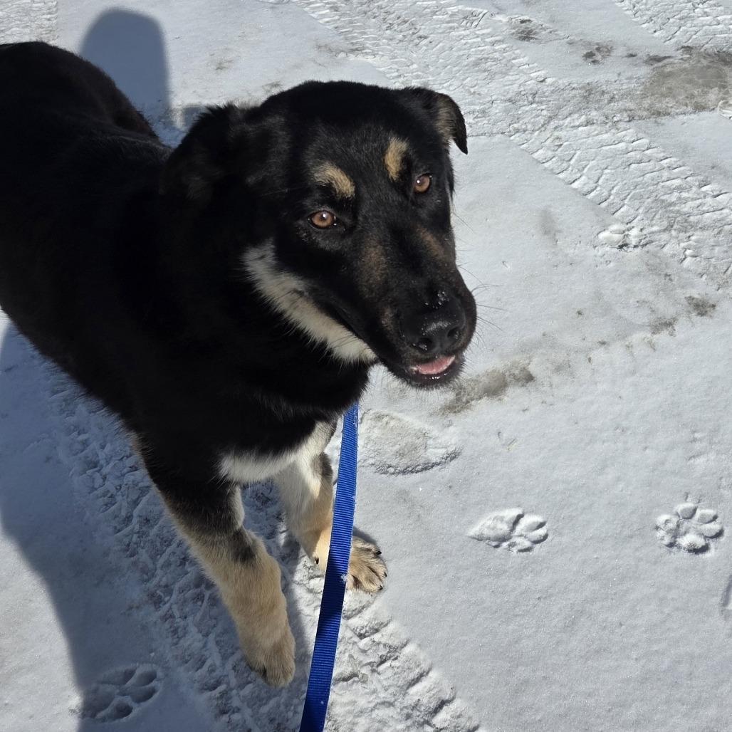 Hank, Adoptable, Young Male Rottweiler & German Shepherd Dog.