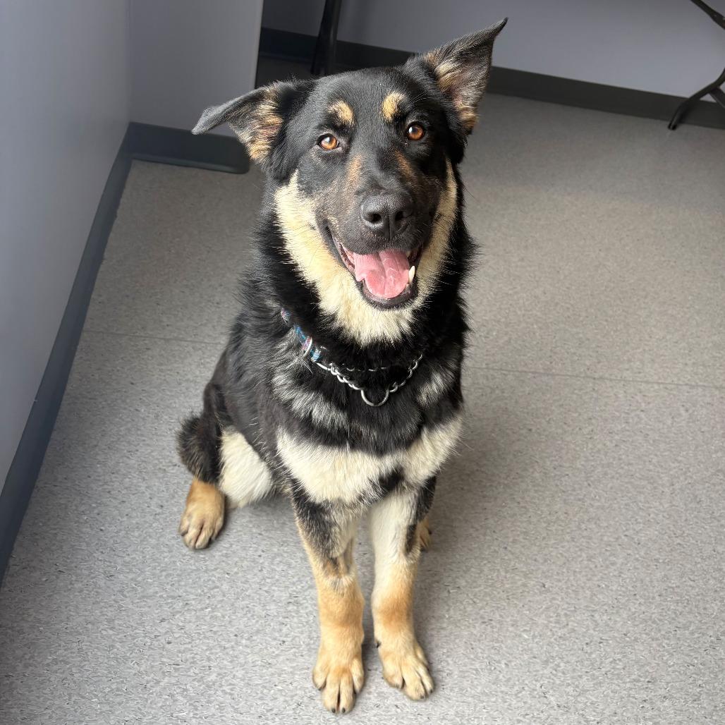 Enlarge Hank, a Adoptable mixed breed in Saskatoon, SK image 2/4