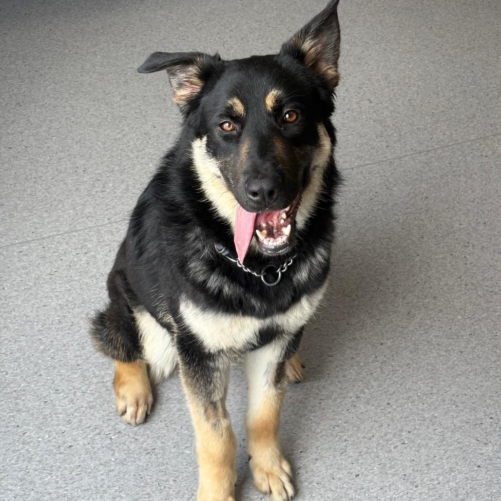 Enlarge Hank, a Adoptable mixed breed in Saskatoon, SK image 3/4