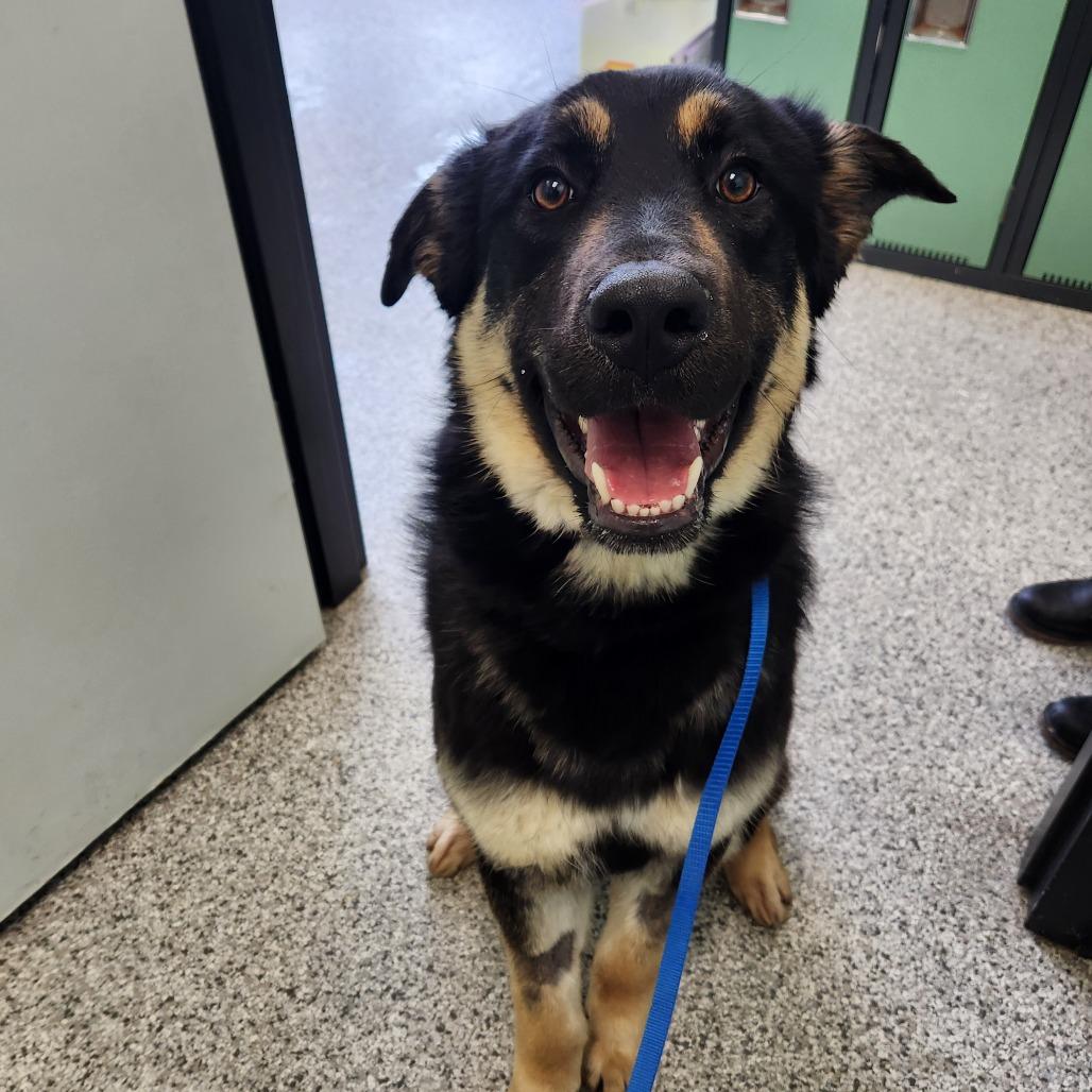 Enlarge Hank, a Adoptable mixed breed in Saskatoon, SK image 4/4