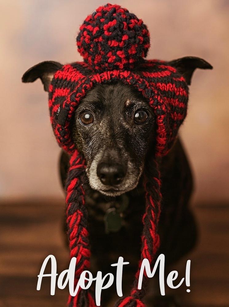 Molly, Adoptable, Senior Female Dachshund.