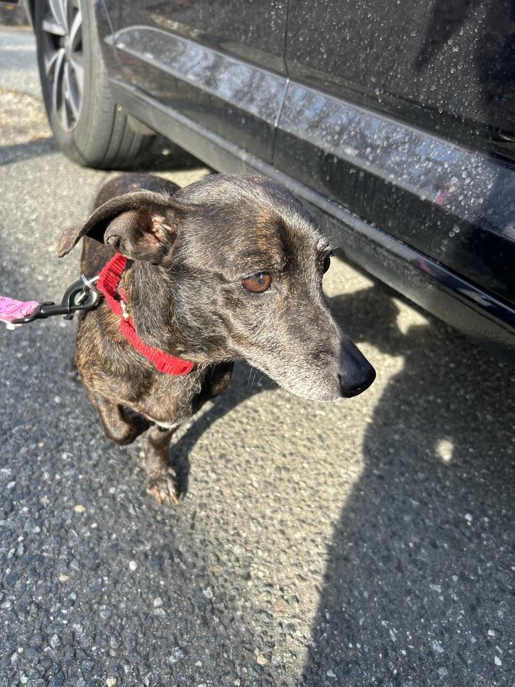 Enlarge Molly, a Adoptable mixed breed in Willingboro, NJ image 2/6