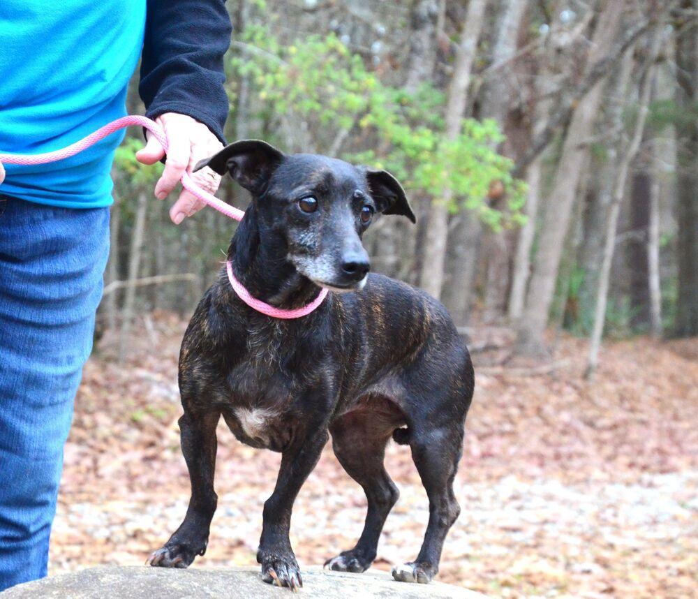 Enlarge Molly, a Adoptable mixed breed in Willingboro, NJ image 3/6