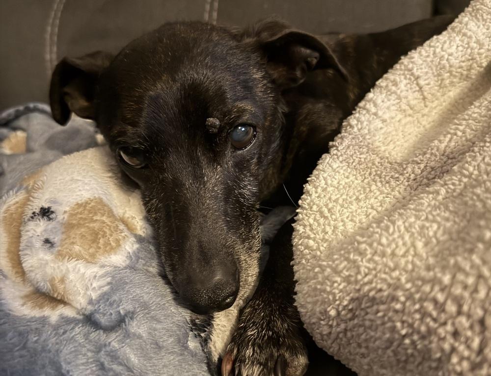 Enlarge Molly, a Adoptable mixed breed in Willingboro, NJ image 4/6