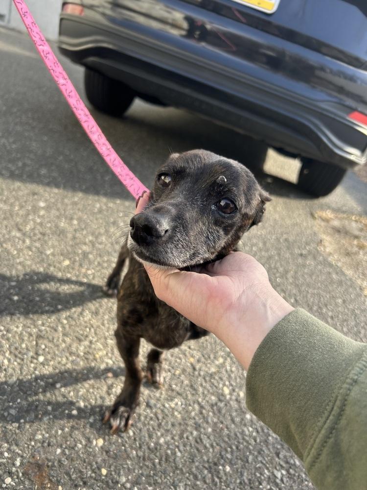 Enlarge Molly, a Adoptable mixed breed in Willingboro, NJ image 5/6