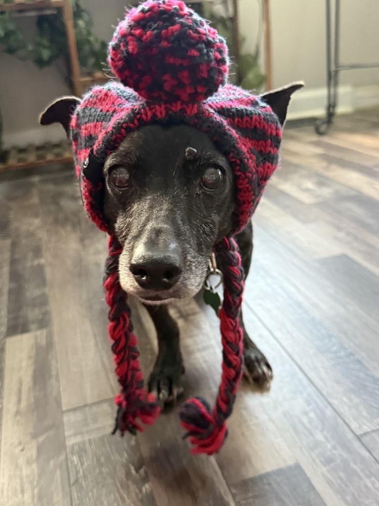 Enlarge Molly, a Adoptable mixed breed in Willingboro, NJ image 6/6