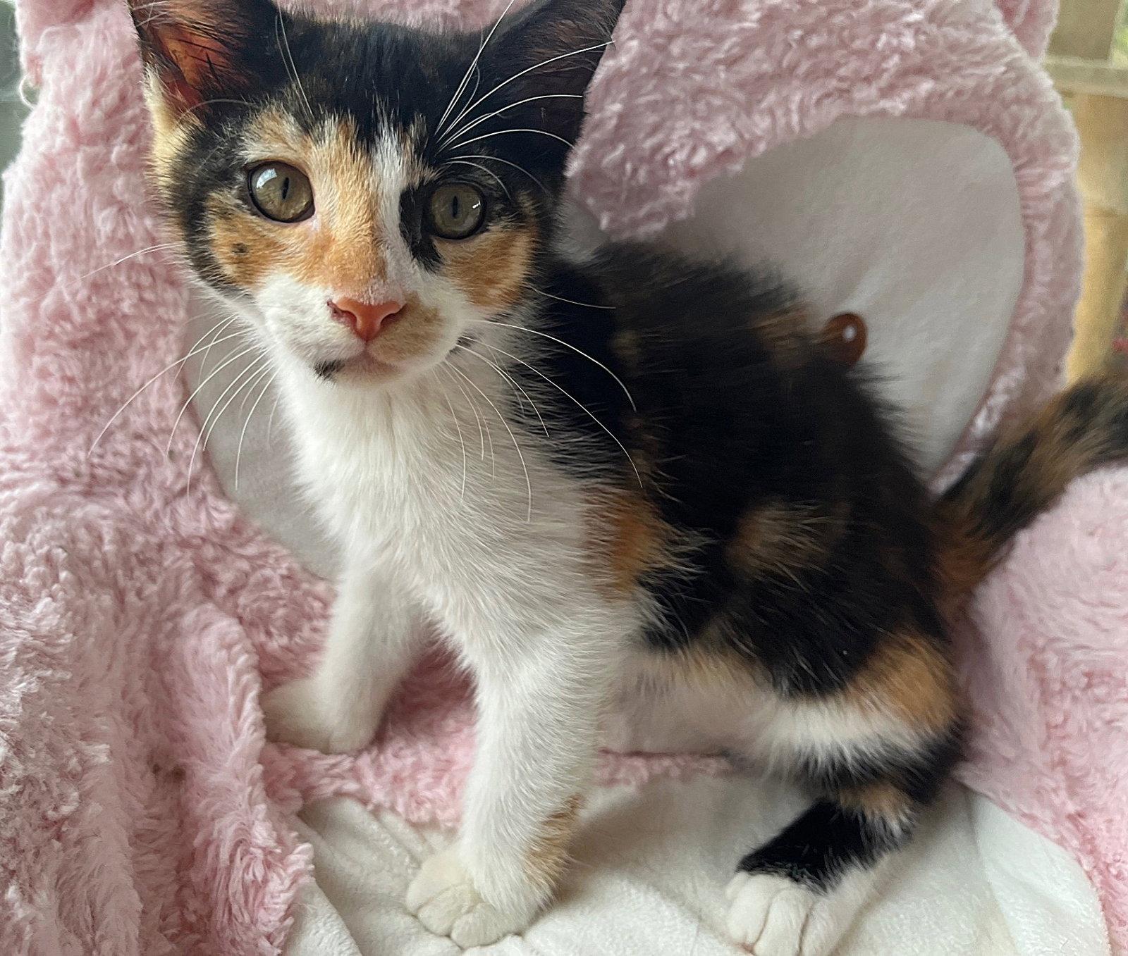 Callie, Adopted, Kitten Female Domestic Short Hair.