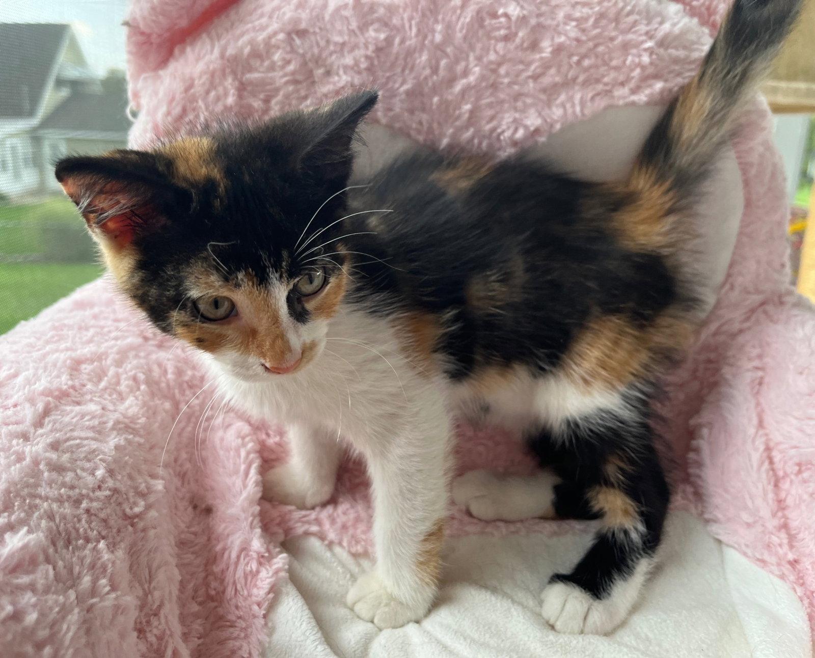 Enlarge Callie, a Adopted Domestic Short Hair in Whitehall, PA image 2/3