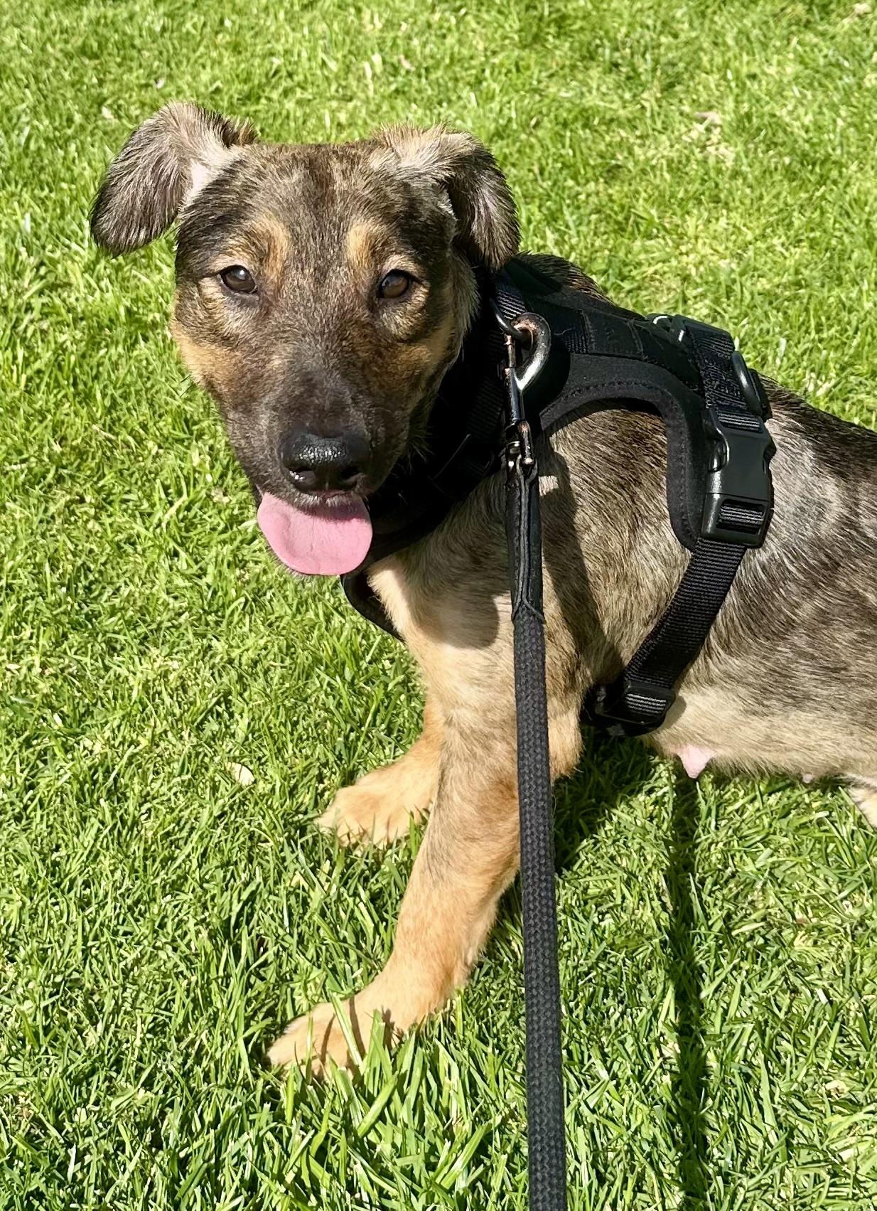 Enlarge Natasha 27-lb , a ADOPTABLE mixed breed in Toluca Lake, CA image 3/4