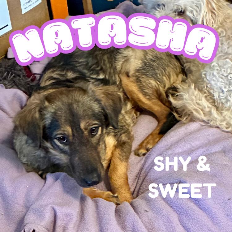 Enlarge Natasha 27-lb , a ADOPTABLE mixed breed in Toluca Lake, CA image 2/4