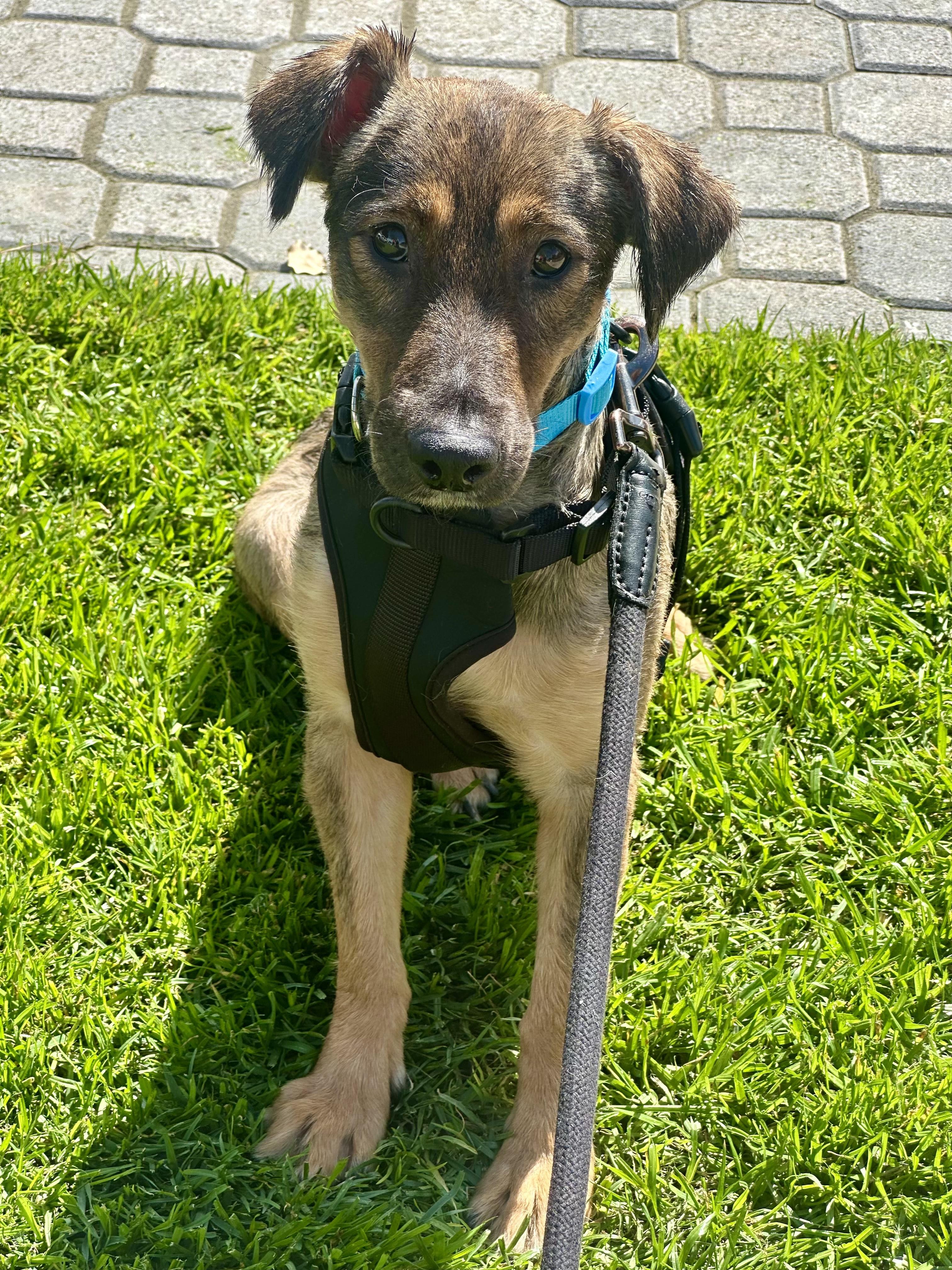 Enlarge Natasha 27-lb , a ADOPTABLE mixed breed in Toluca Lake, CA image 1/4
