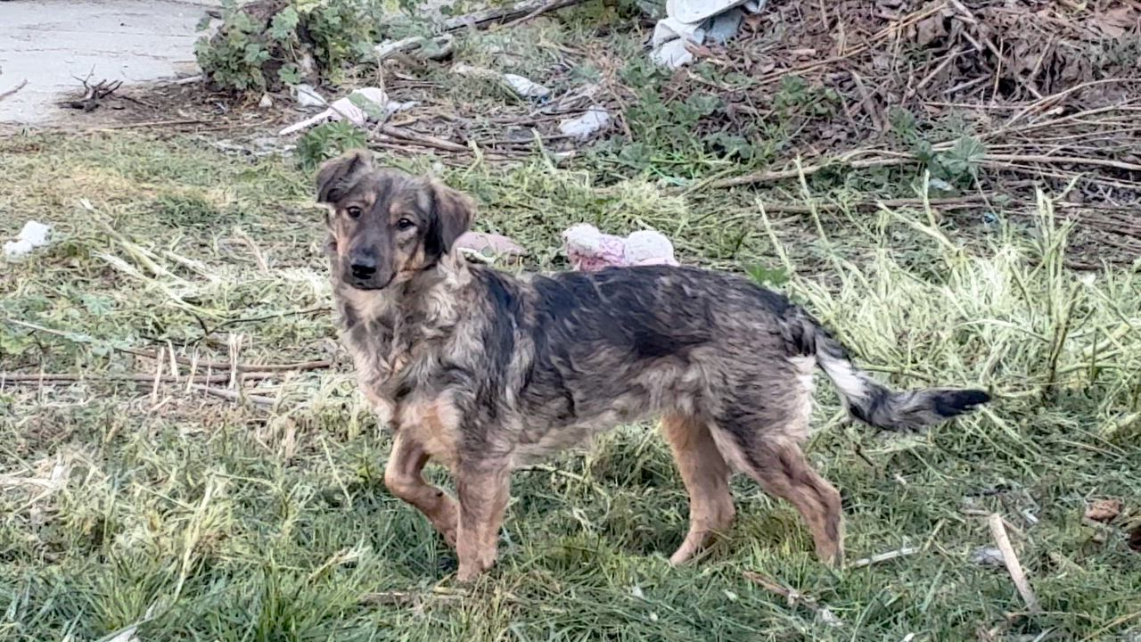 Enlarge Natasha 27-lb , a ADOPTABLE mixed breed in Toluca Lake, CA video 4/4