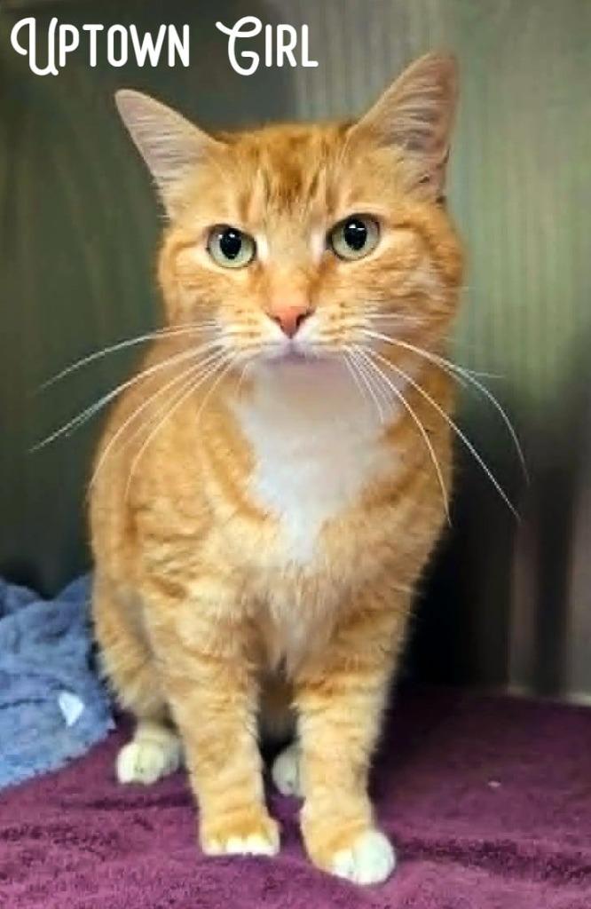 Enlarge Uptown Girl, a Adopted mixed breed in Blountville, TN image 1/2