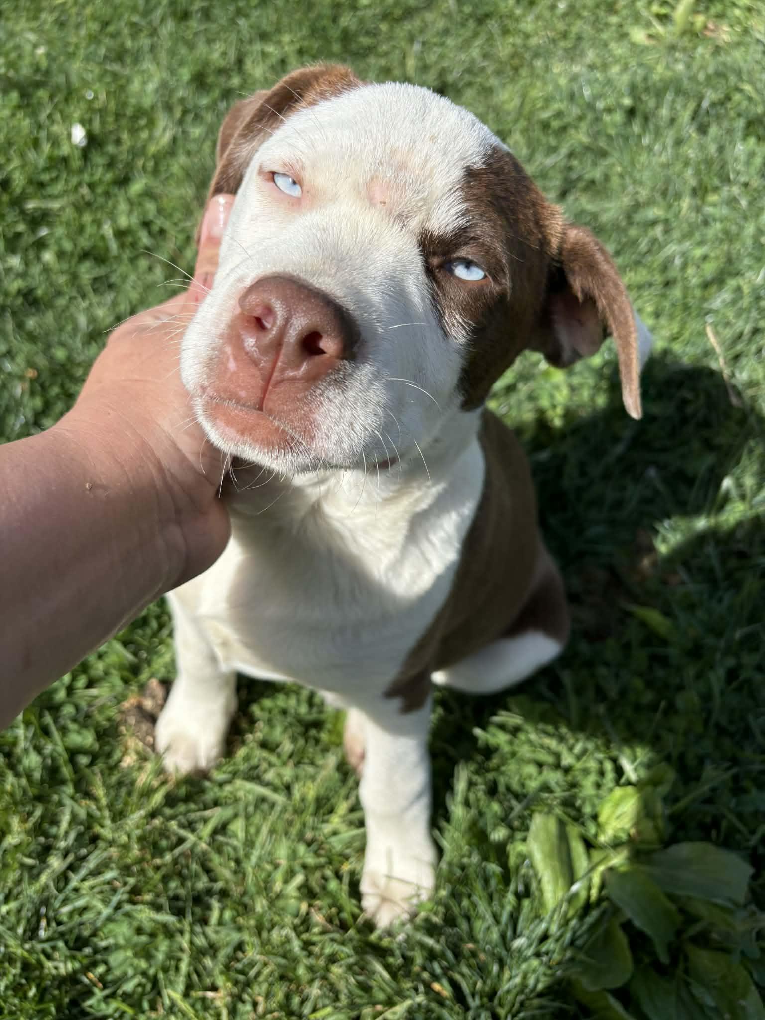 Enlarge Arctic, a Adoptable mixed breed in Charleston , WV image 2/2