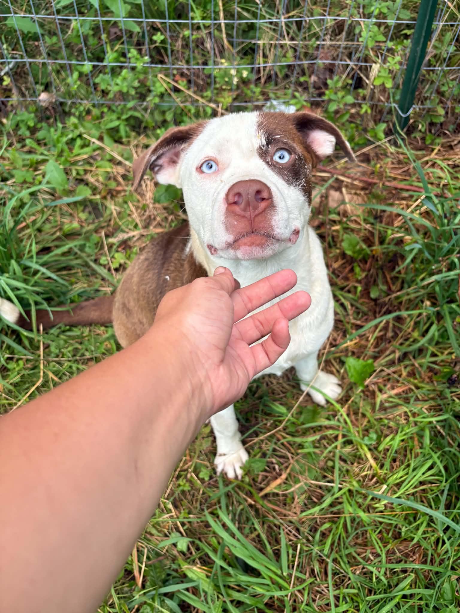 Arctic, Adoptable, Puppy Female Labrador Retriever & Pit Bull Terrier.
