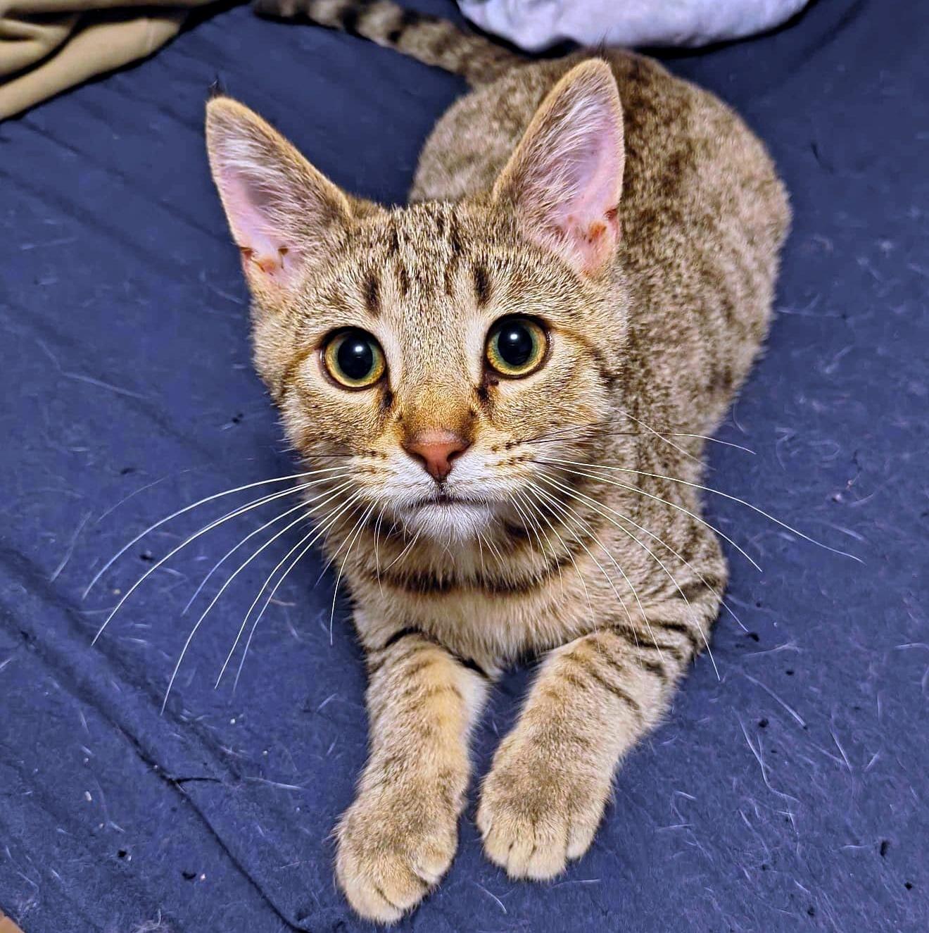 Waffles, ADOPTABLE, Kitten Male Domestic Short Hair.
