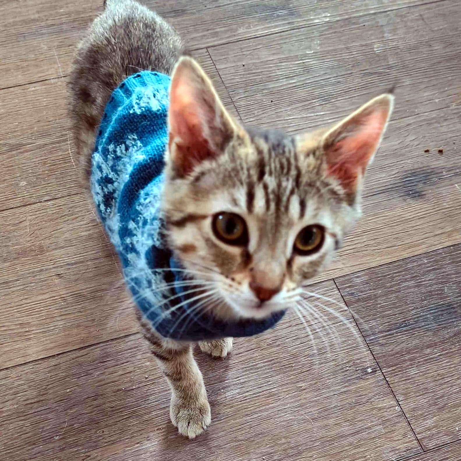 Enlarge Waffles, a ADOPTABLE Domestic Short Hair in Pittsburgh, PA image 3/3