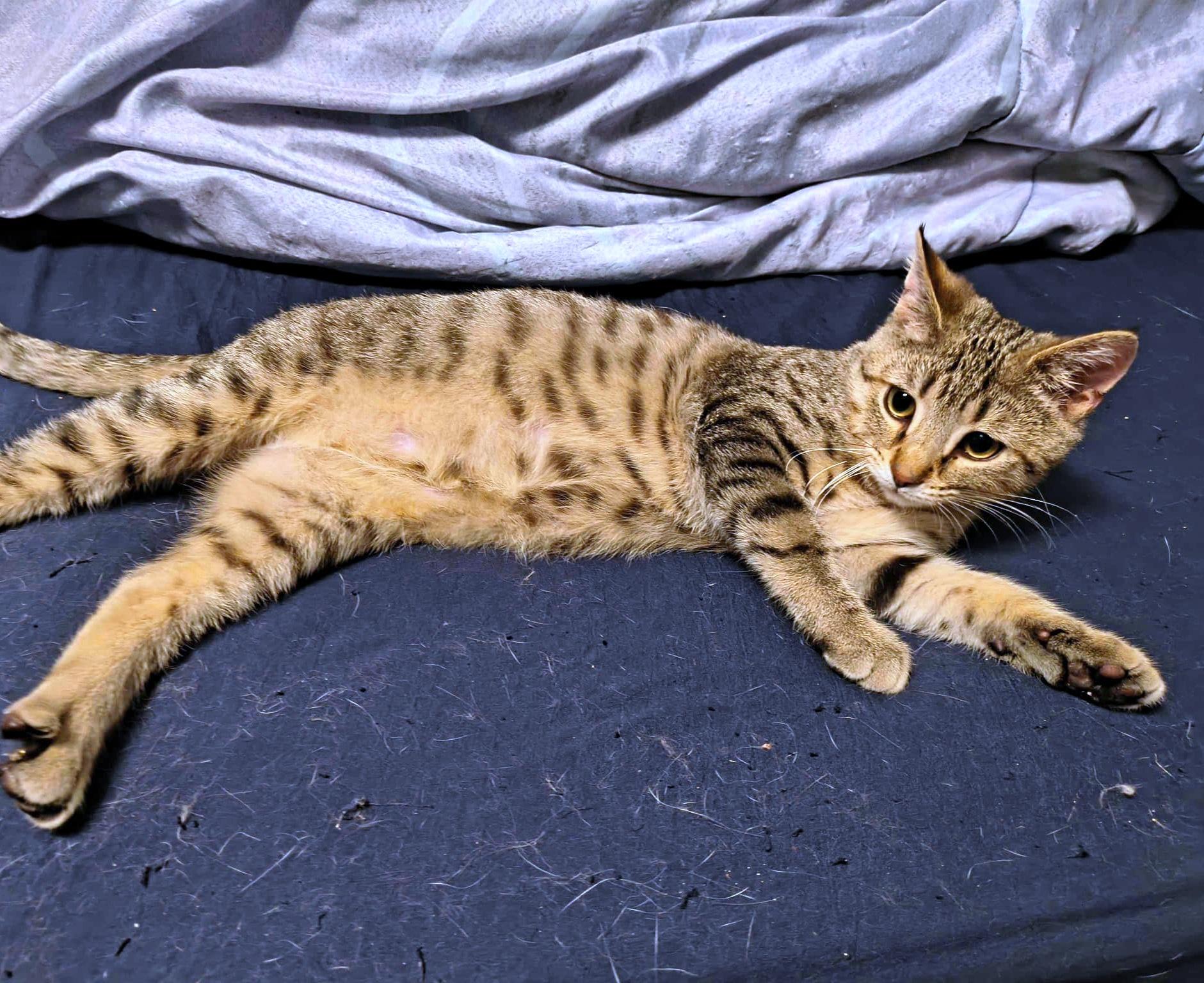 Enlarge Waffles, a ADOPTABLE Domestic Short Hair in Pittsburgh, PA image 2/3