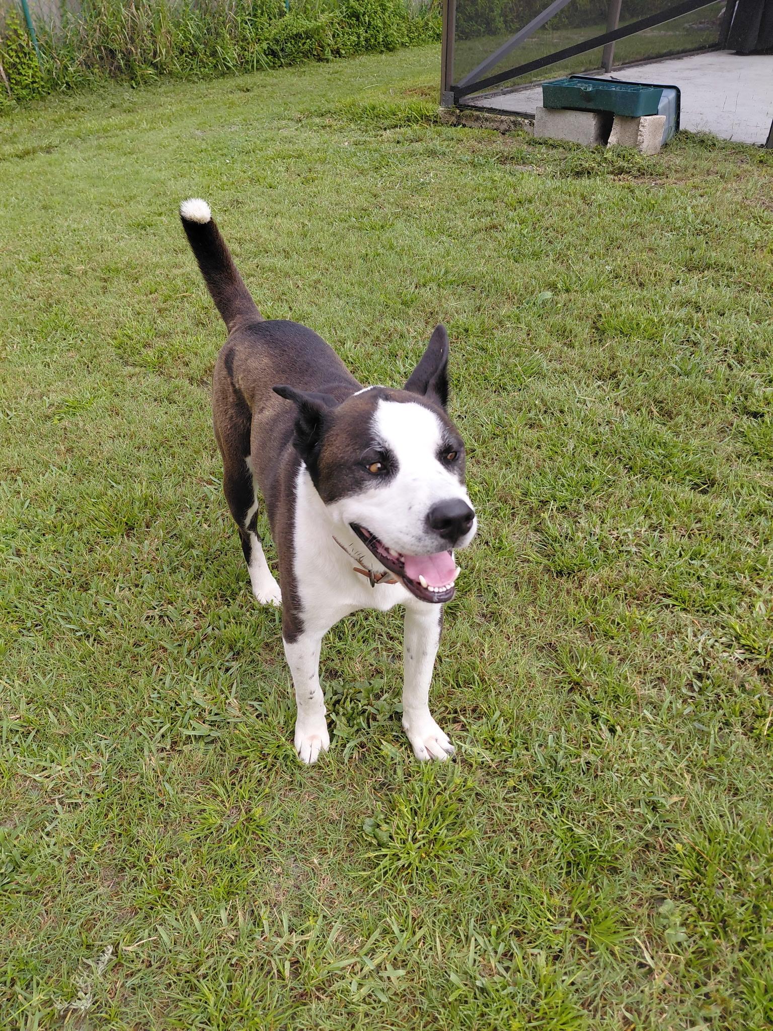 Enlarge Axel, a ADOPTABLE mixed breed in Port Saint Lucie, FL image 3/5
