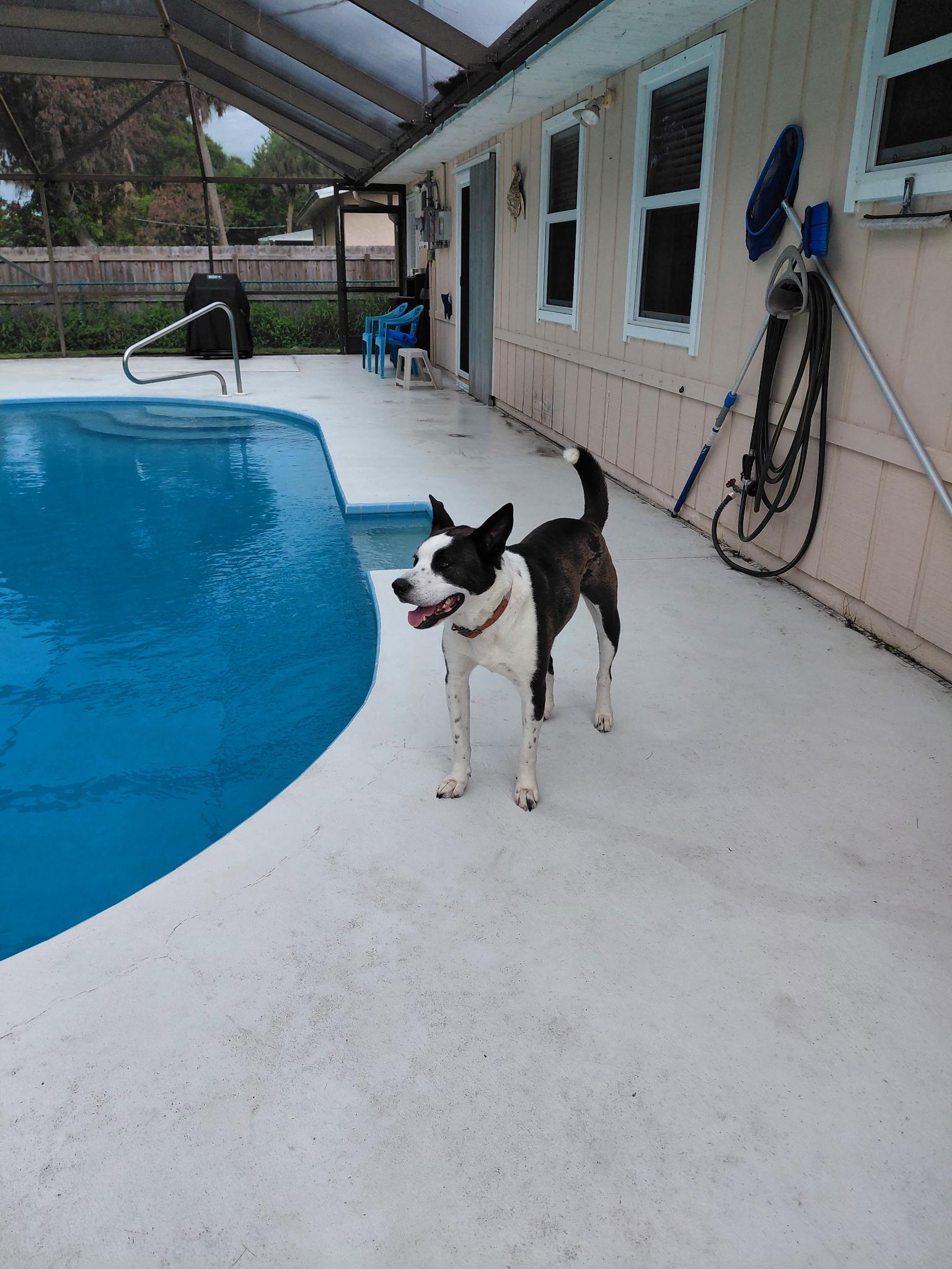 Enlarge Axel, a ADOPTABLE mixed breed in Port Saint Lucie, FL image 4/5