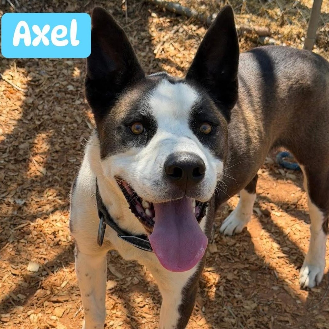 Axel, ADOPTABLE, Adult Male Pit Bull Terrier.