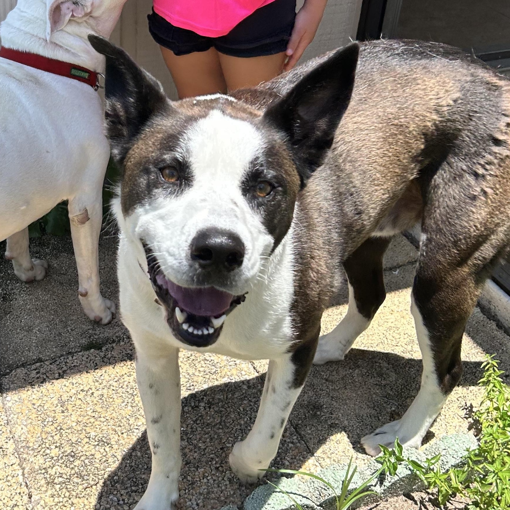 Enlarge Axel, a ADOPTABLE mixed breed in Port Saint Lucie, FL image 4/5
