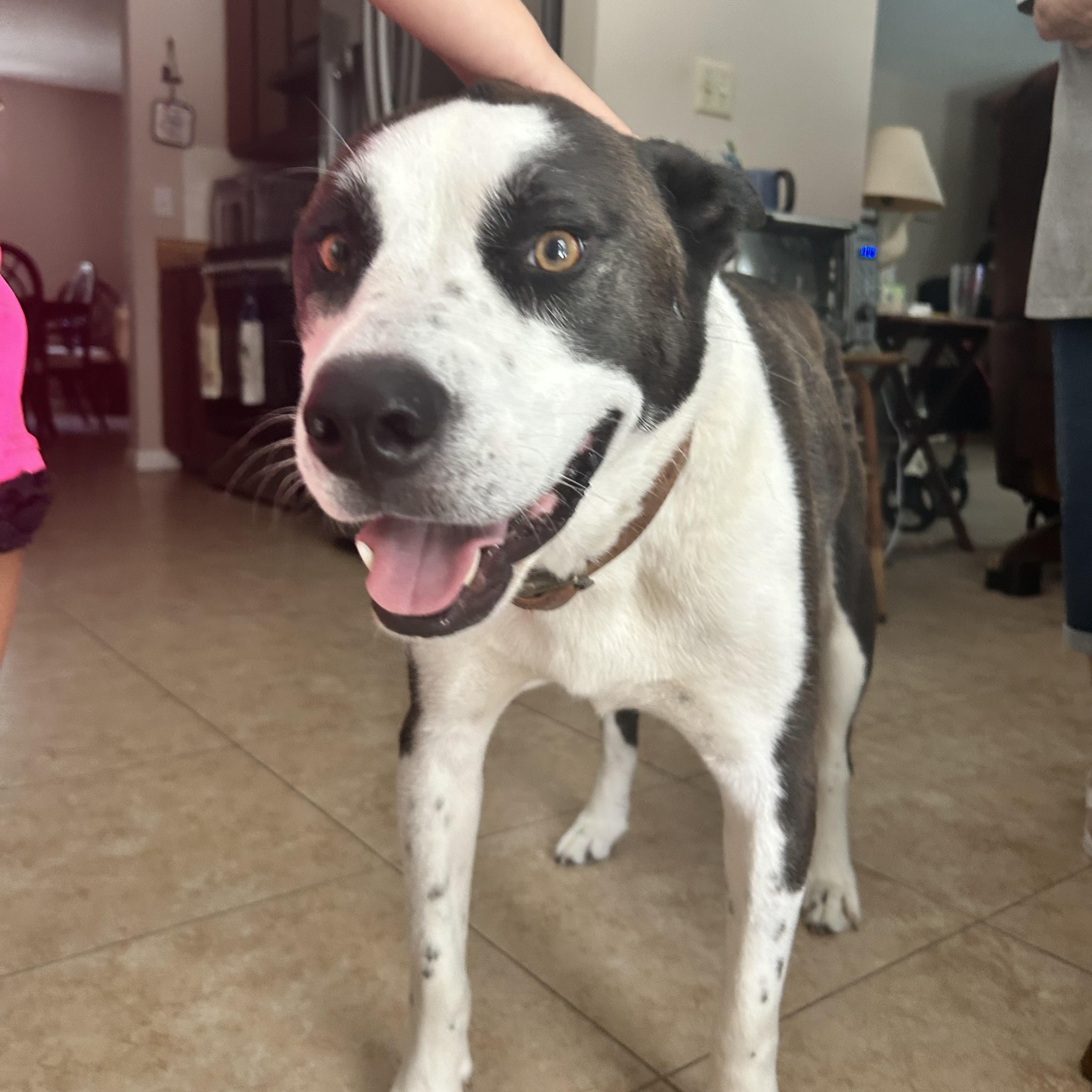 Axel, ADOPTABLE, Adult Male Pit Bull Terrier & Husky.