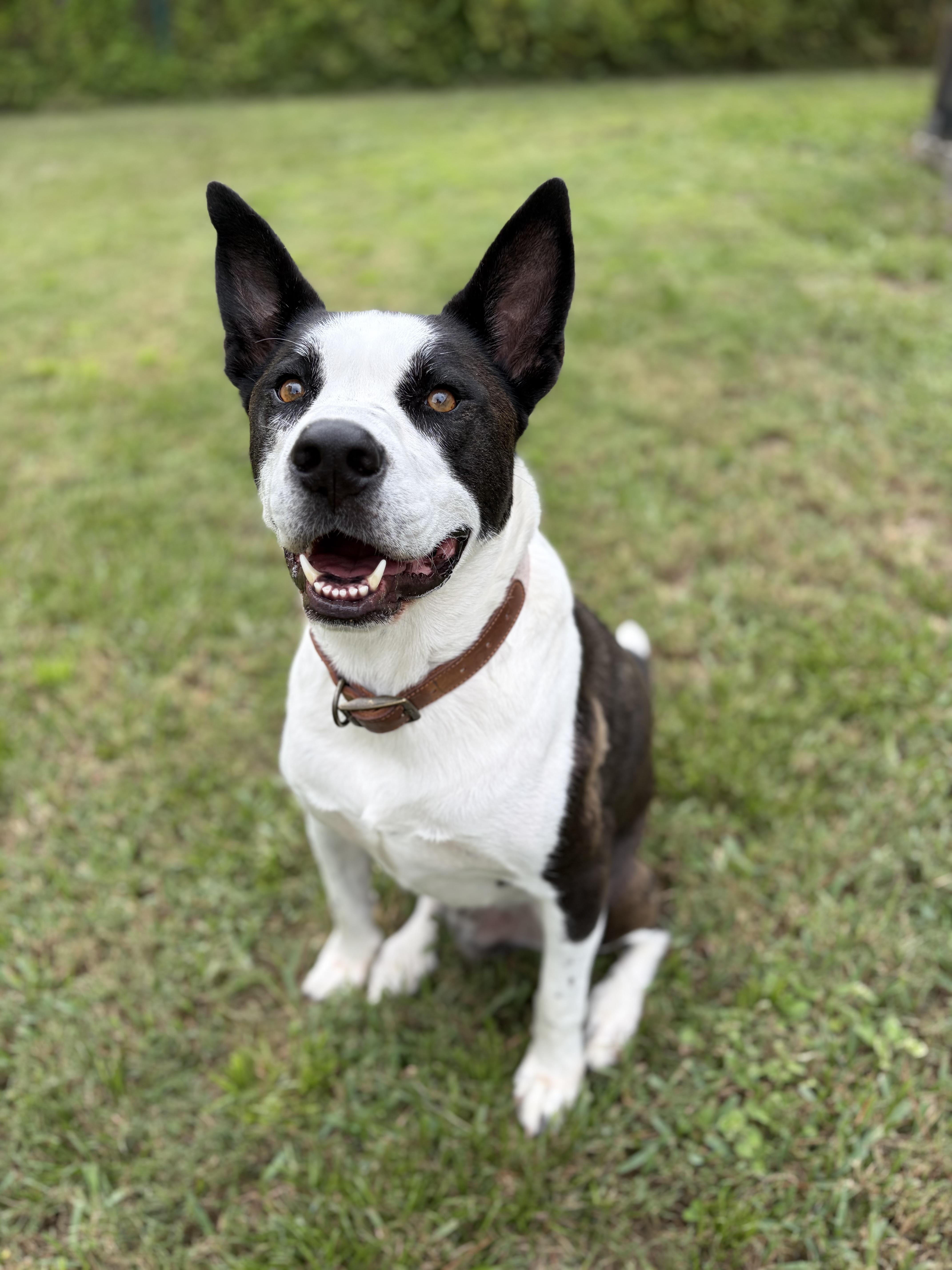 Enlarge Axel, a ADOPTABLE mixed breed in Port Saint Lucie, FL image 3/5