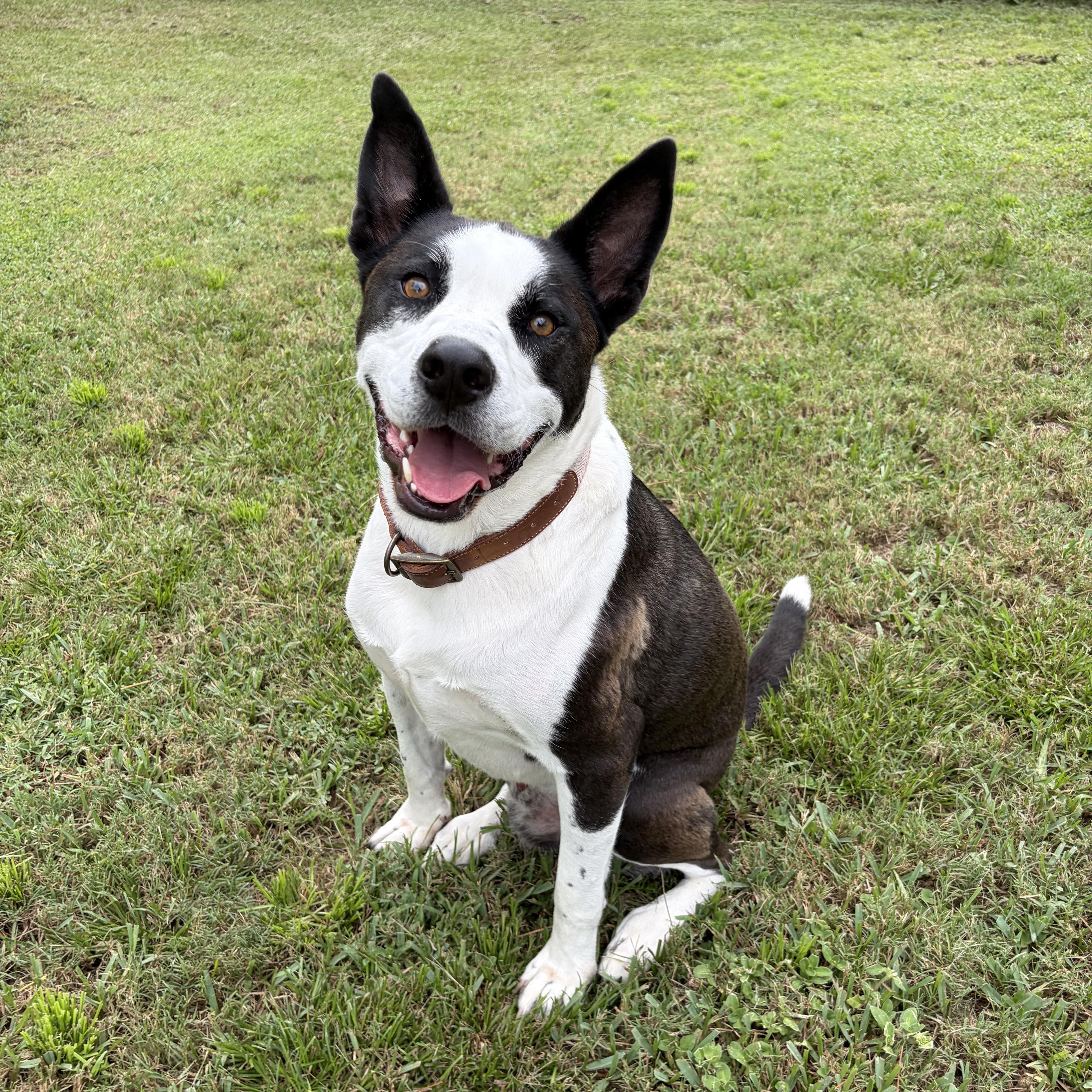 Axel, ADOPTABLE, Adult Male Pit Bull Terrier & Husky.