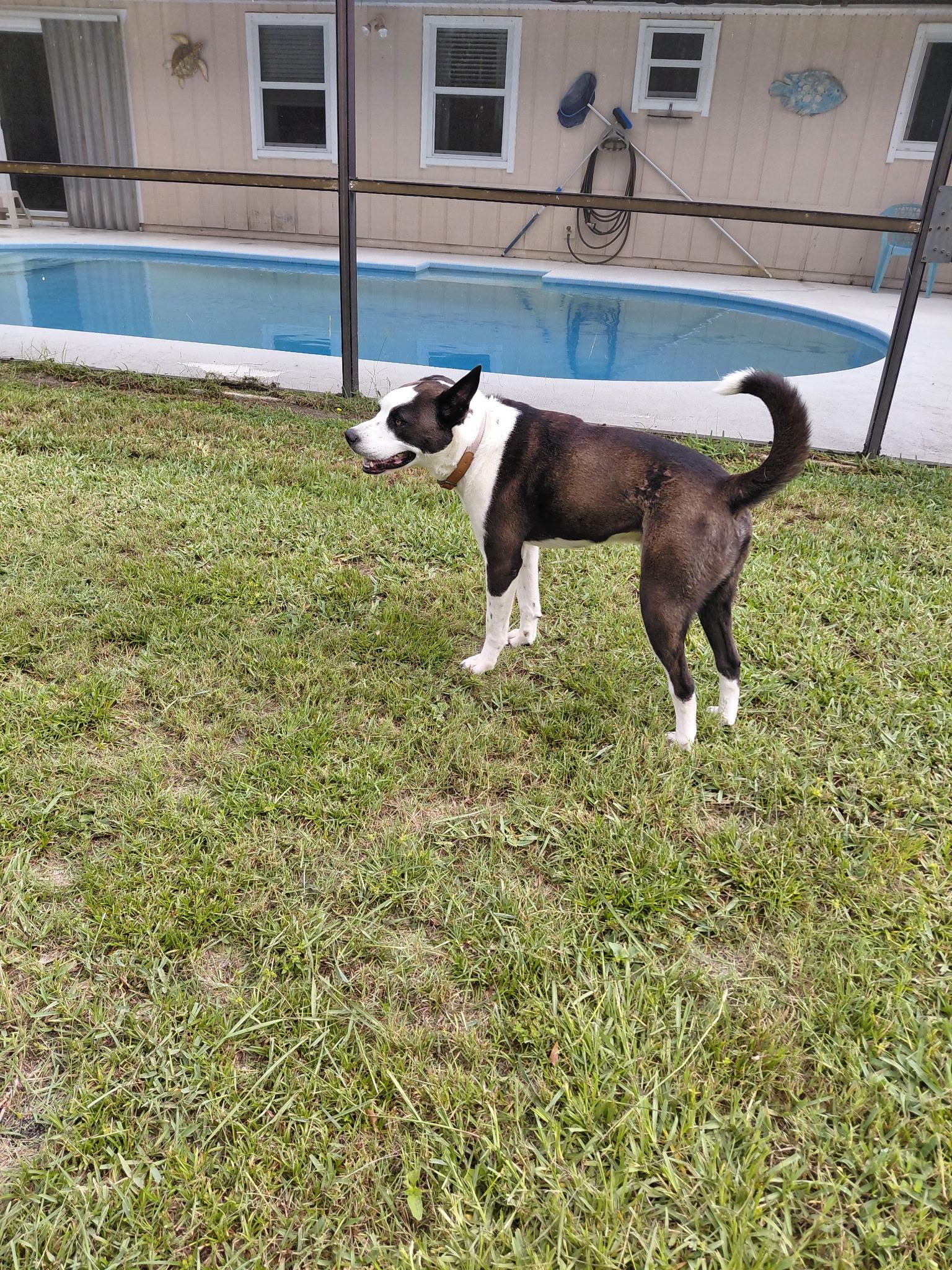 Enlarge Axel, a ADOPTABLE mixed breed in Port Saint Lucie, FL image 2/5