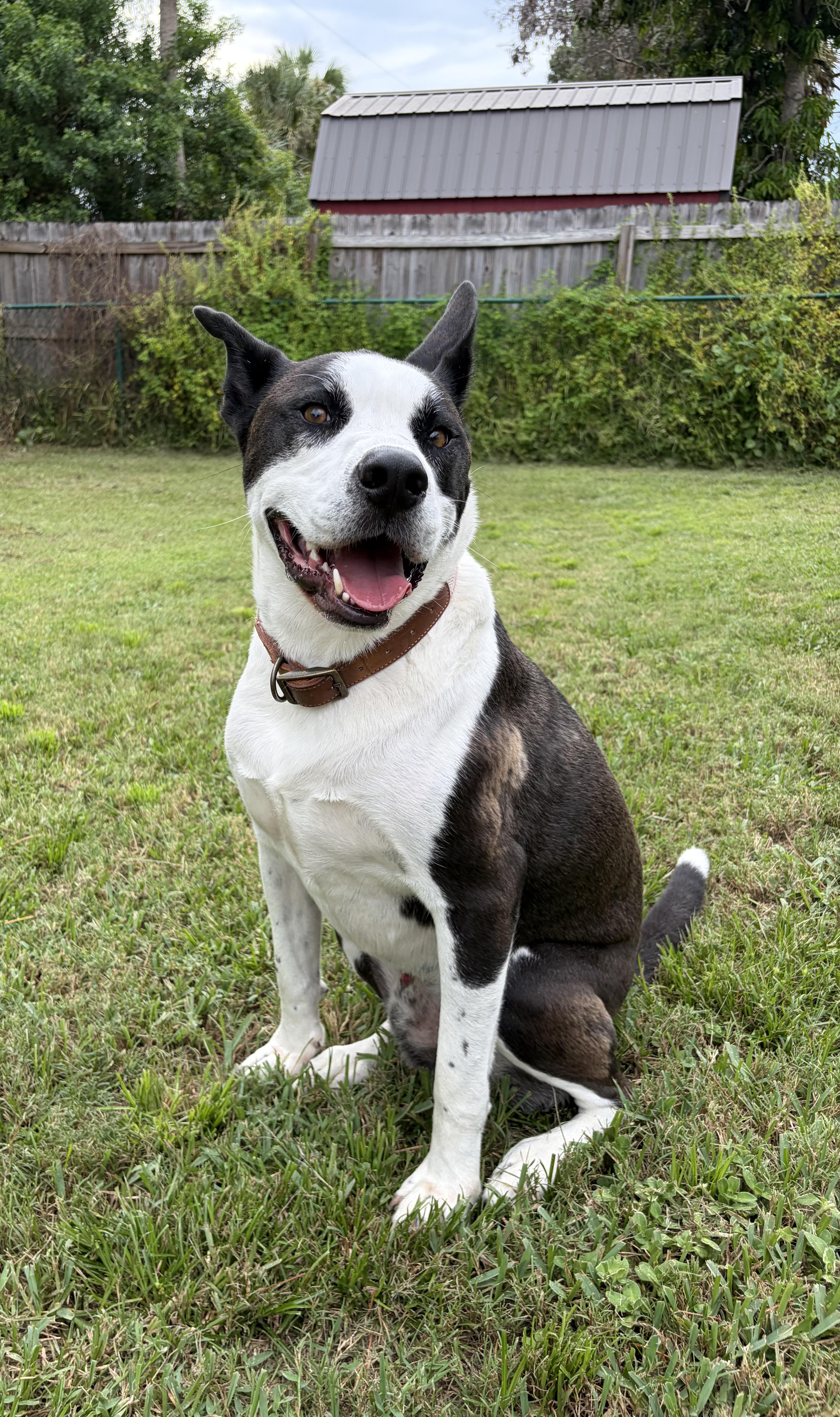 Enlarge Axel, a ADOPTABLE mixed breed in Port Saint Lucie, FL image 2/5