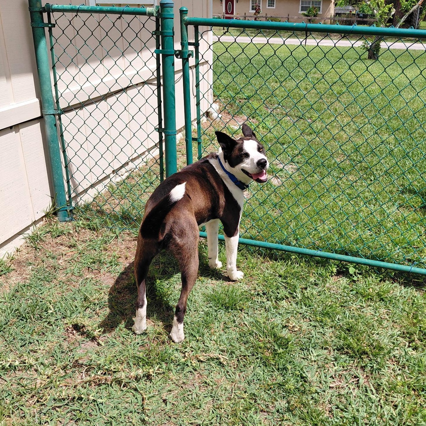 Enlarge Axel, a ADOPTABLE mixed breed in Port Saint Lucie, FL image 1/2